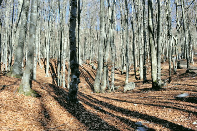 Виды Тианети, Сабадурский лес — ожившая сказка в Грузии  