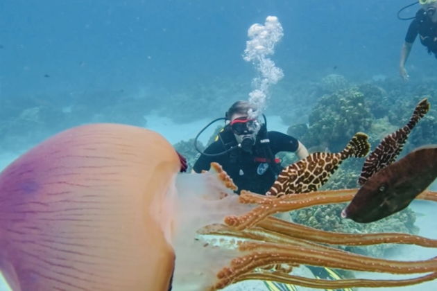 Виды Пройдите обучение и получите международный сертификат дайвера