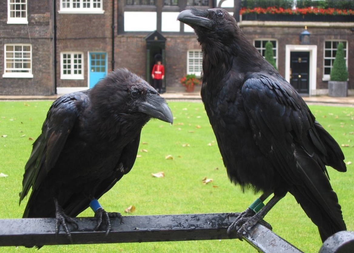 The ravens are the unique guardians. Лондонский Тауэр черные вороны. Великобритания Тауэр вороны. Вороны лондонского Тауэра. Вороны в Тауэре в Лондоне.