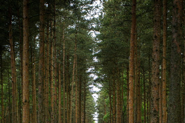 Виды Коса до пояса: национальный парк «Куршская Коса»