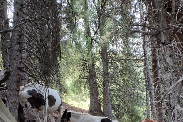 Виды Жемчужина Национального парка Иле-Алатау: урочище Кок-Жайлау