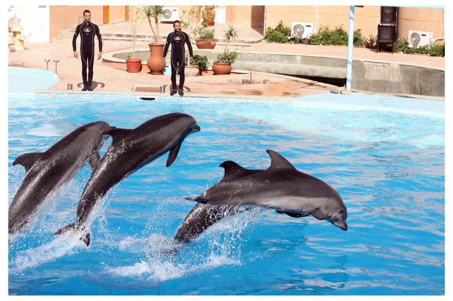 Дельфинарий и плавание с дельфинами в Шарм-эль-Шейхе  - фото 2