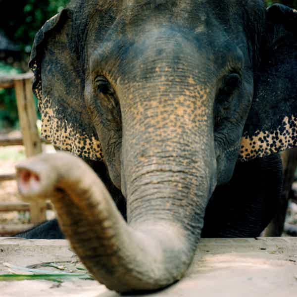 Катание на слонах - фото 4