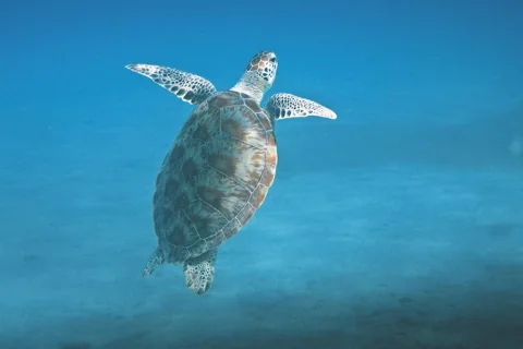 Морские черепахи и карстовое озеро (Сенот)