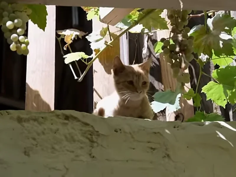 Sightseeing walk around pink and sunny Yerevan! — photo 6, Yerevan | Pokataem