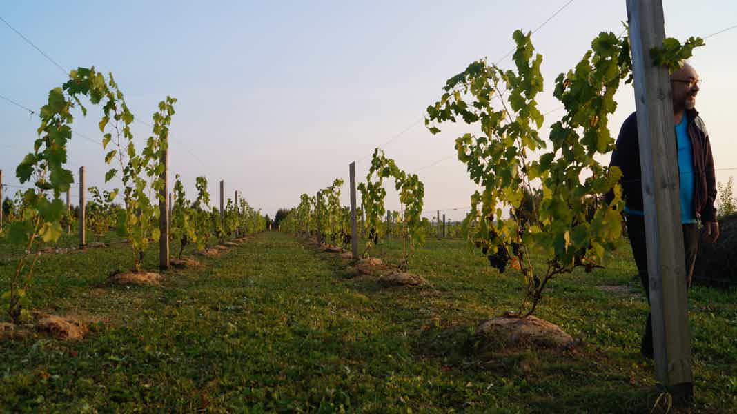 Из Тулы: на первую северную виноградную усадьбу - фото 5