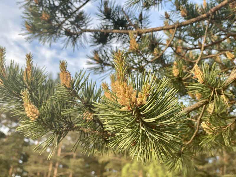 Несерьезный экомаршрут: аудиоэкскурсия по экотропе «Комаровский берег» - фото 2