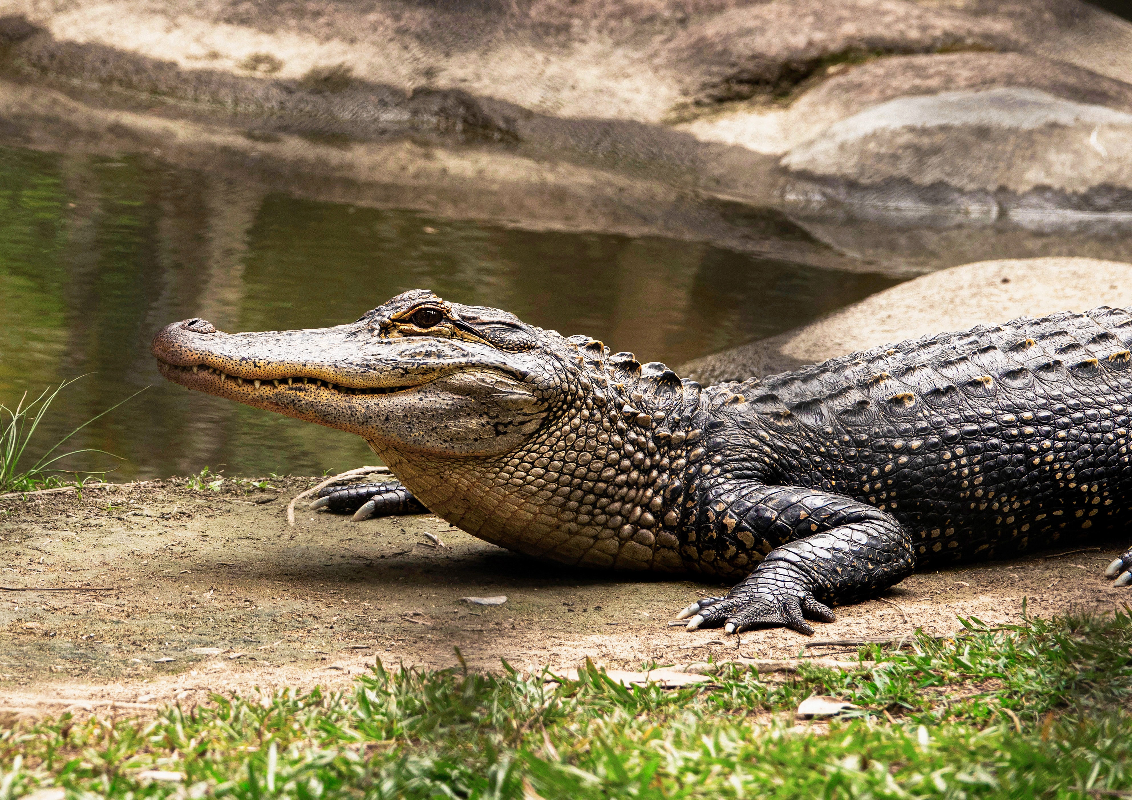 Фотография крокодиляриума в Ялте