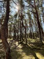 Экскурсия "Исторический путь: замок Шаакен, Куршская коса и Зеленоградск" - фото отзыва 4