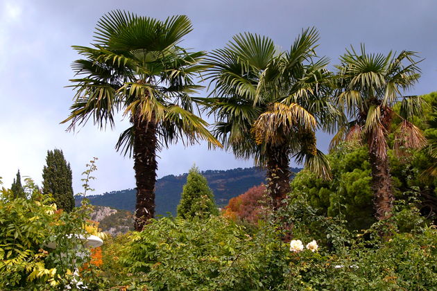 Виды Бал хризантем в Никитском ботаническом саду.