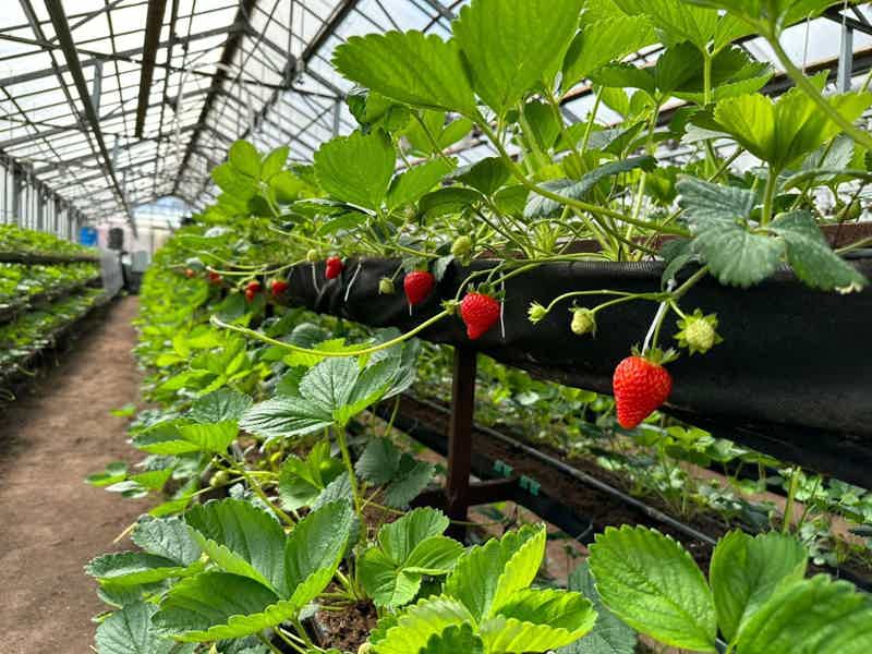 Из Костромы в Плёс: а по пути - клубничка!
Увидим то, чего не может быть! - фото 1