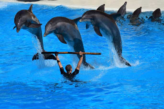 Дельфин-шоу