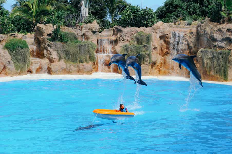 Плавание с дельфинами в Хургаде - фото 6