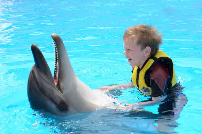 Плавание с дельфинами в бассейне 5 минут