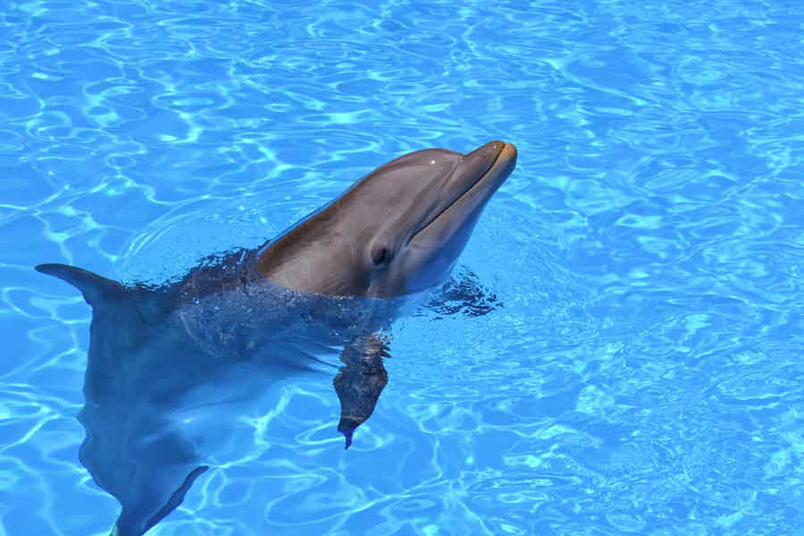 Плавание с дельфинами в бассейне 5 минут - фото 3