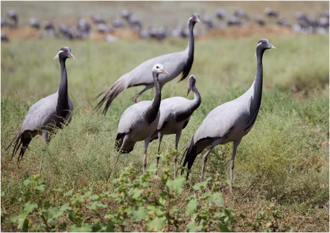 «Птицы озера Маныч-Гудило» — экологическая экскурсия