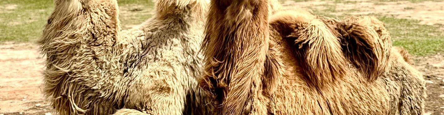 Экскурсия «Стоянка Ойратов»: В гости к хозяевам степи