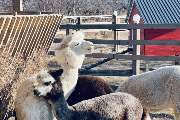 Виды Экскурсия на ферму альпак и Кравцовские водопады