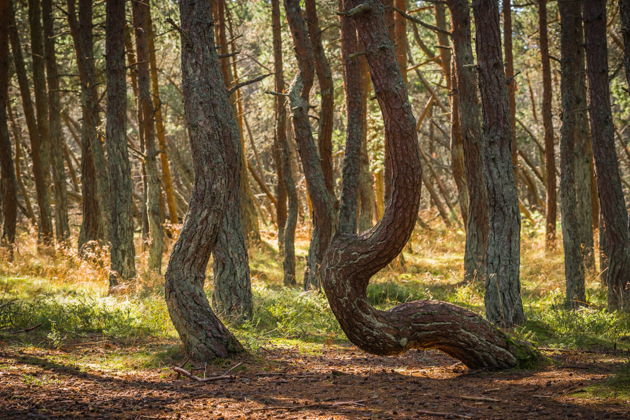 Виды Танцующий лес и поющие пески: на Куршскую косу в мини-группе