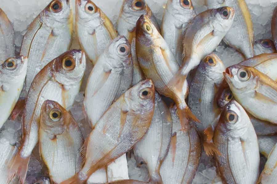 Морская рыбалка в Мармарисе и Ичмелере — 3 часа в открытом море - фото 4