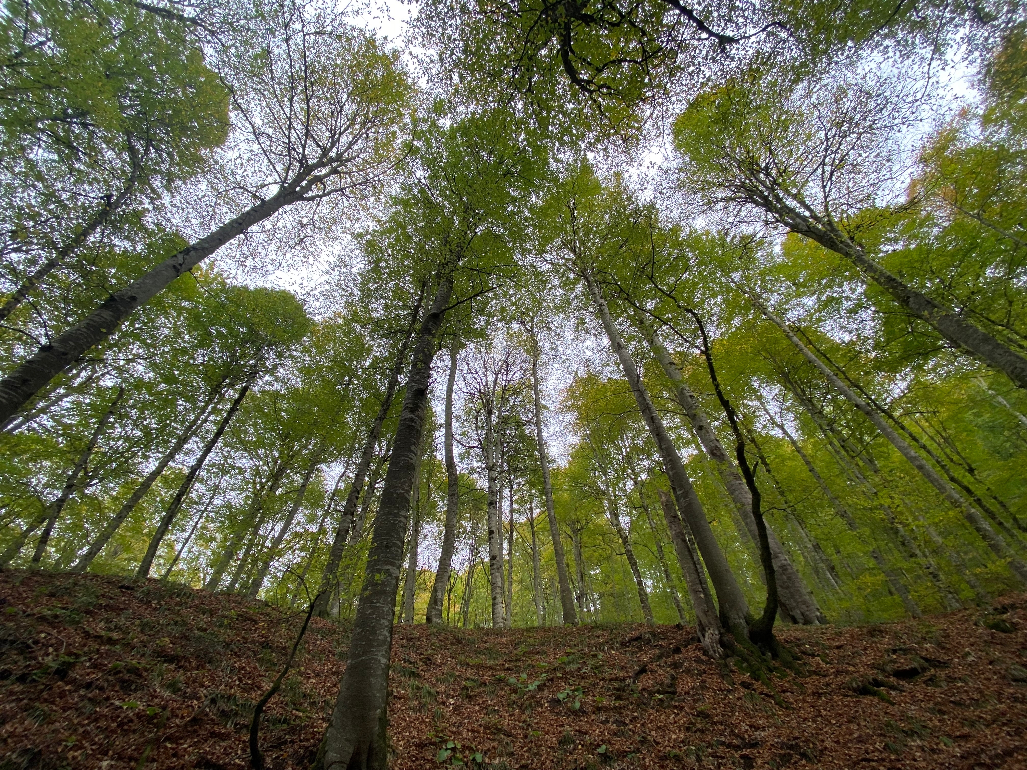 Эстония 100-летней давности в Таллине (2/2)