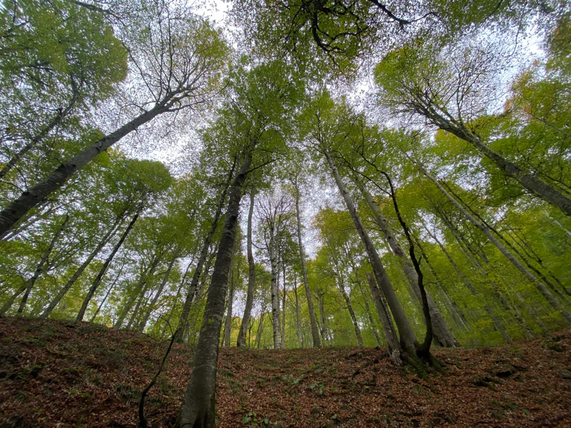 Эстония 100-летней давности в Таллине — фото 3, Таллин | Покатаем