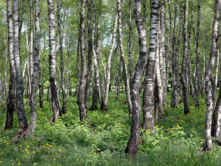 Парк Дружбы Народов