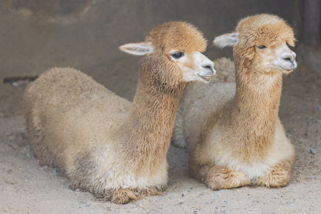 Билет на один день в парк Safari World в Бангкоке