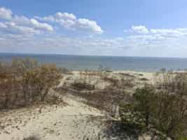 Экскурсия "Куршская коса: золотые дюны, танцующий лес и магия Балтики" - фото отзыва 3