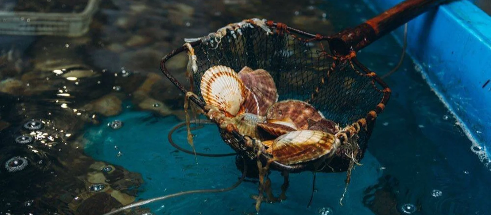 Божественные дары моря: экскурсия на мореферму бухты Воевода — экскурсия, Владивосток, Россия | Покатаем