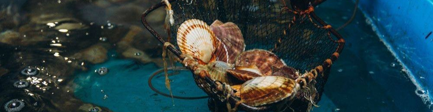 Божественные дары моря: экскурсия на мореферму бухты Воевода