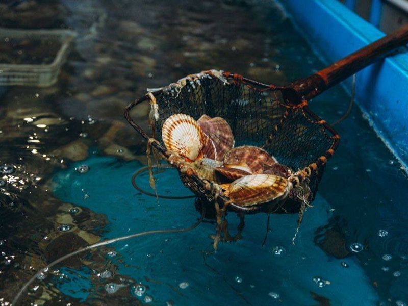 Божественные дары моря: экскурсия на мореферму бухты Воевода - экскурсия в Владивосток, Россия