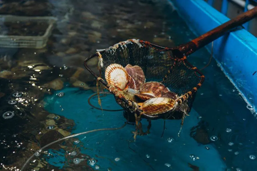 Божественные дары моря: экскурсия на мореферму бухты Воевода — фото 1