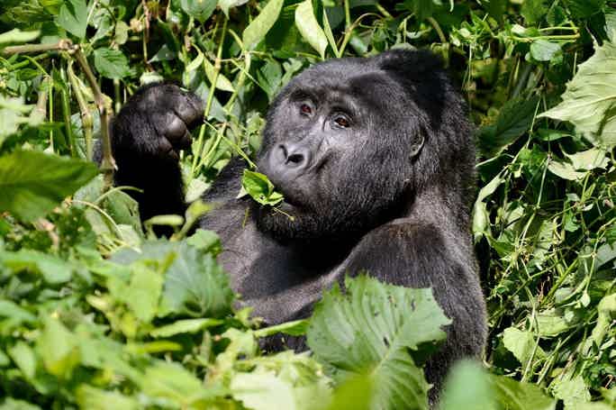 В гости к горным гориллам из Уганды