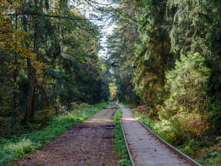Королевский бор