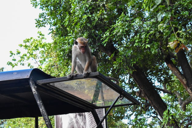 Экскурсия на джипах с гидом по тропическому лесу Тижука