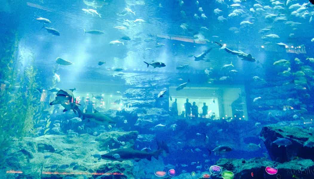 Подводное плавание с маской в Aquarium Ultimate Atlantis - фото 6