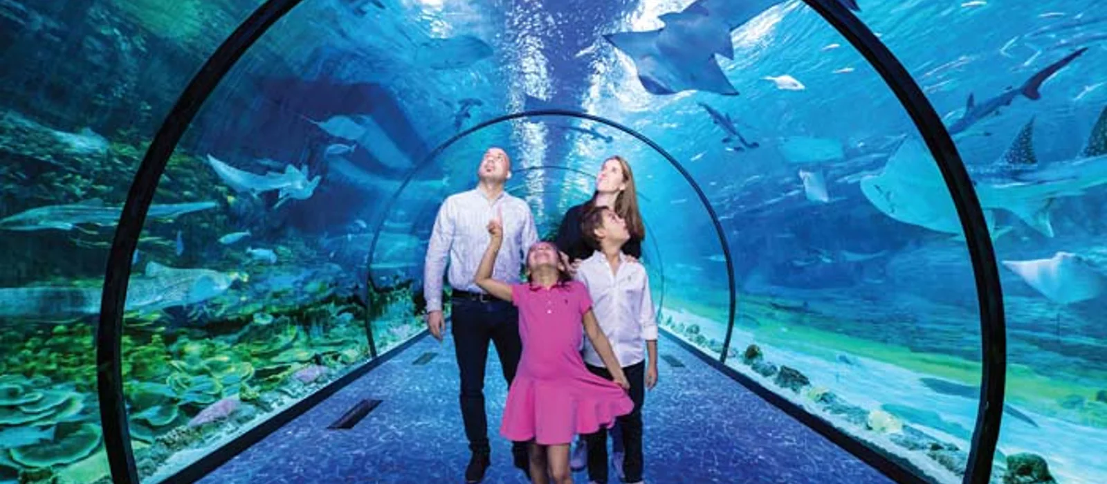 Билет в National Aquarium Абу-Даби: в гости к Посейдону — экскурсия, Абу-Даби, ОАЭ | Покатаем