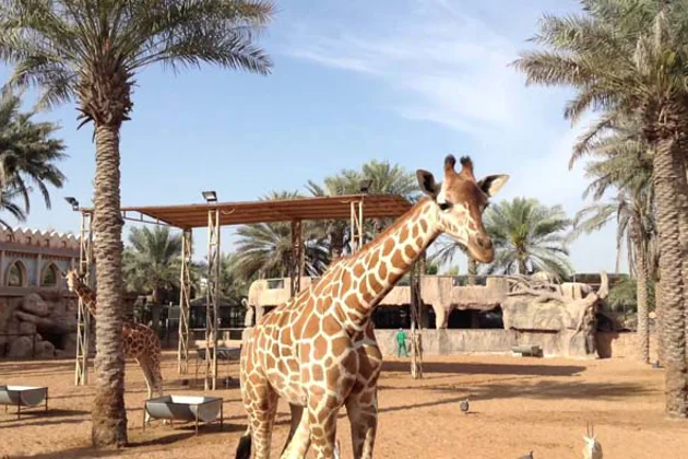 Зоопарк в Абу-Даби — Emirates Zoo — экскурсия, Абу-Даби | Покатаем