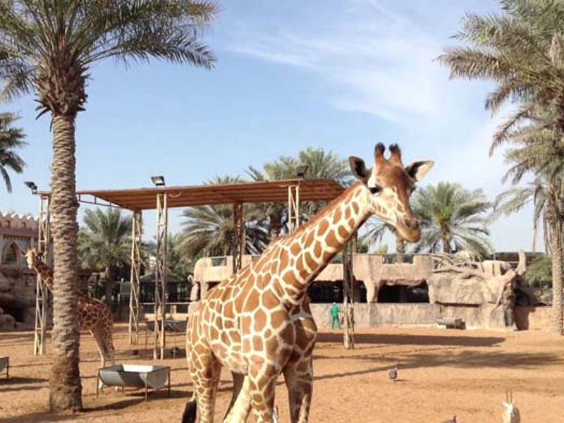 Зоопарк в Абу-Даби — Emirates Zoo - экскурсия в Абу-Даби, ОАЭ