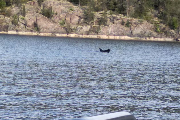 Виды 2в1 Прогулка на катере на остров Валаам с заходом в Ладожские шхеры