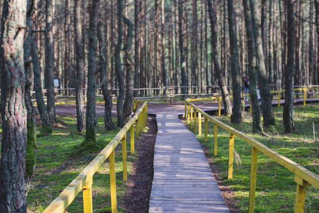 Виды Куршская коса из Светлогорска: Фрингилла, Танцующий лес, высота Эфа