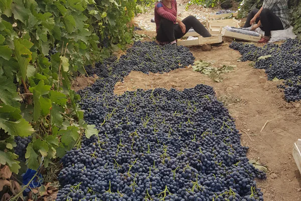 Trip to Uzbek village and Solar Institute. — photo 7, Tashkent | Pokataem
