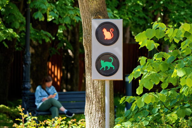 Виды Прогулка по Зеленоградску: от Балтийского моря до поселения котов