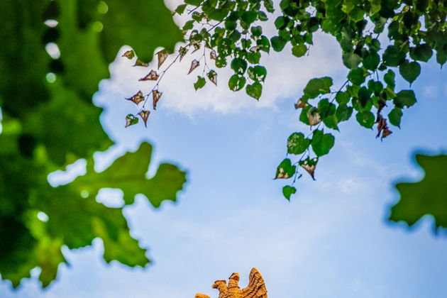 Виды 10 веков истории: самоквест по Ярославлю 