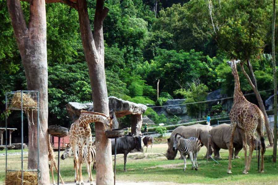 Открытый зоопарк «Као-Кео» - фото 6