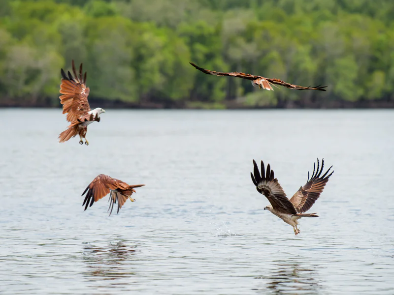 Острова Лангкави: орлы, мифическое озеро и белоснежные пляжи — фото 4, Лангкави | Покатаем