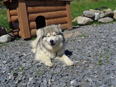 Карельский зоопарк