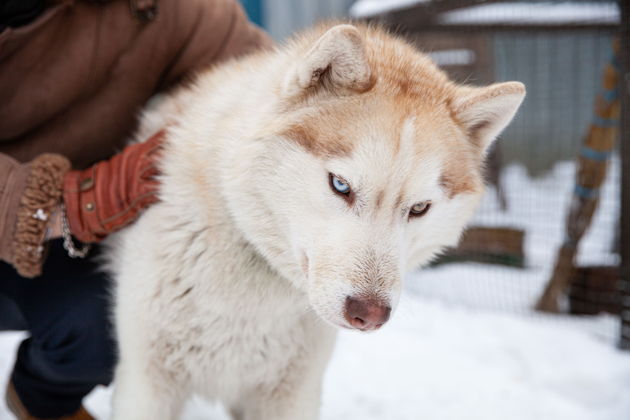 Главное изображение экскурсии - Полярный уголок Подмосковья: ферма северных оленей и хаски