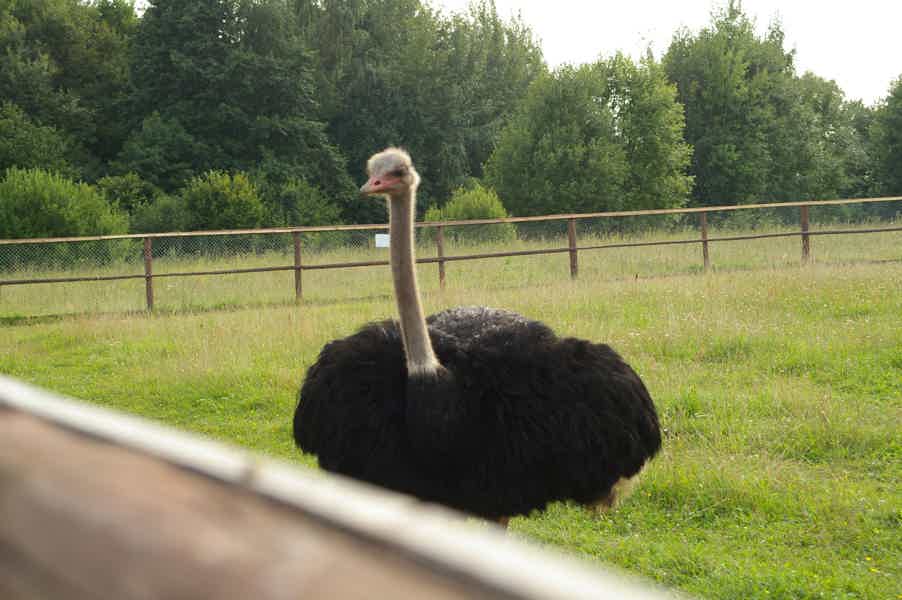 В гости к тюменским страусам - фото 4